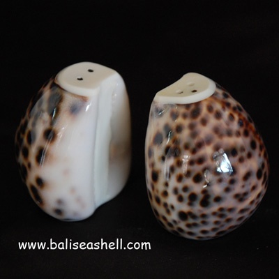 tiger cowrie salt paper box