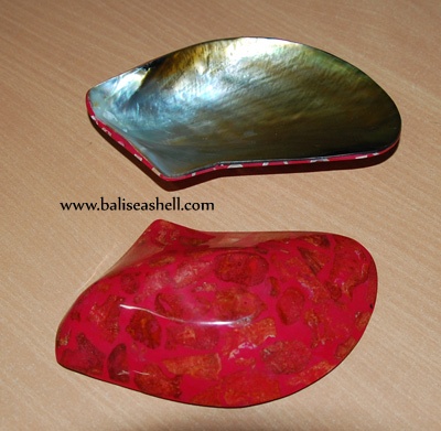 shell dis art natural pteria penguina