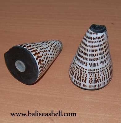 conus shell keep salt and paper