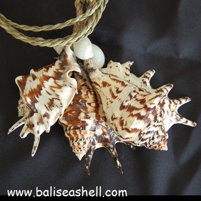 seashell teseell
