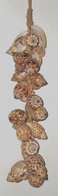 tessel small shell