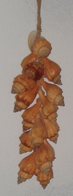 tessel small shell
