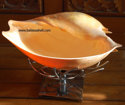 stailess shell display art melo