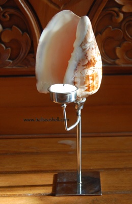 cymbiola nobilis lamp candle
