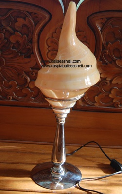 table shell lamp art natural