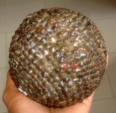 seashell ball