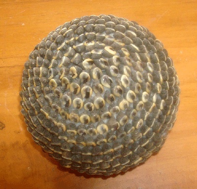 seashell ball