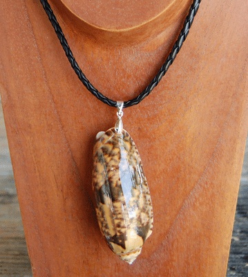 colection shell necklace