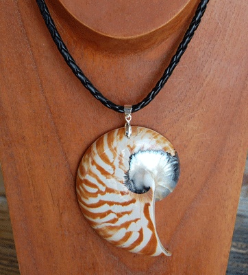 shell natural cut