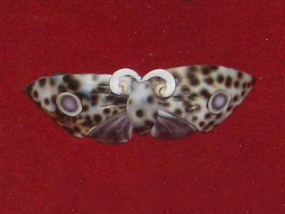 hairclip made from big cowrie tiger