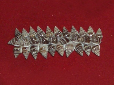 hairclip small shell