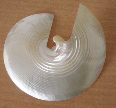 pearl top shell for necklace