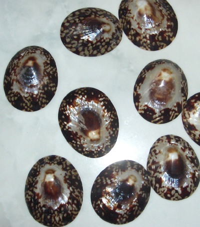 shell nature form for necklace