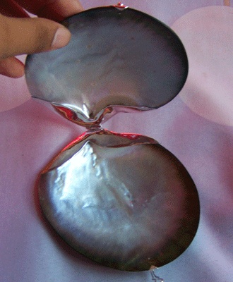 nautural box from shell tahitian