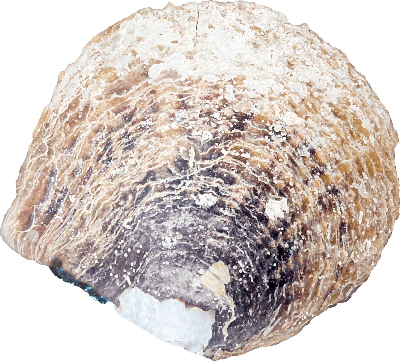 Pinctada Maxima or Natural Mop