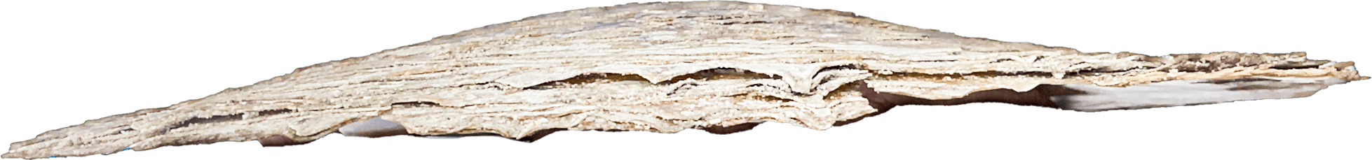 Pinctada Maxima or Natural Mop