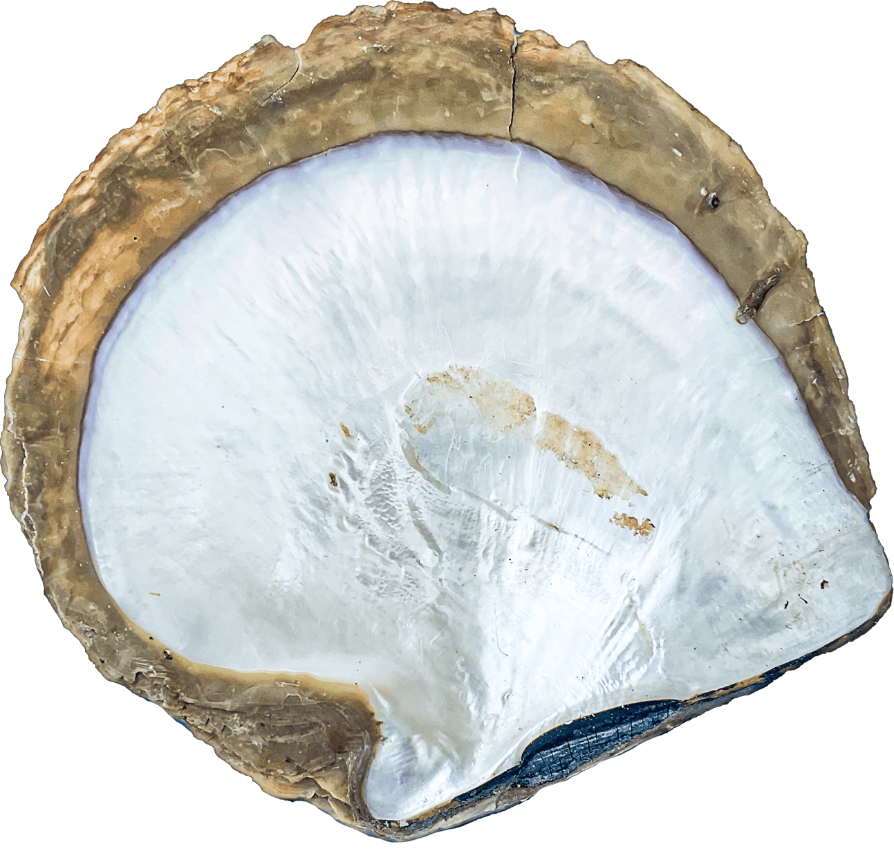 Pinctada Maxima or Natural Mop