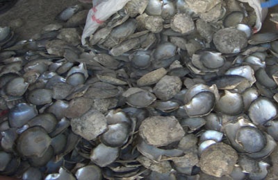 MOTHER OF PEARL black shell