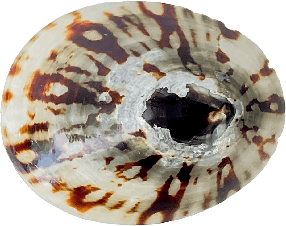 Seashell Cellana testudinaria