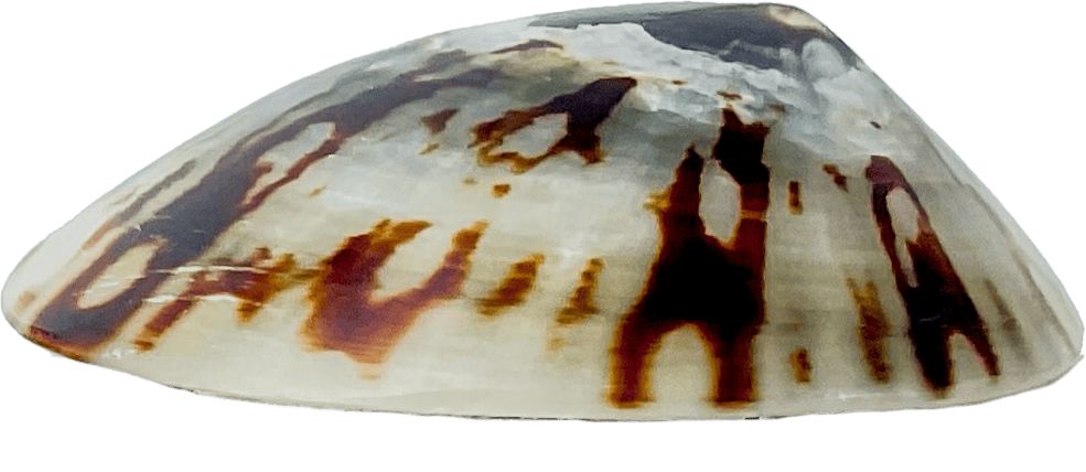 Seashell Cellana testudinaria