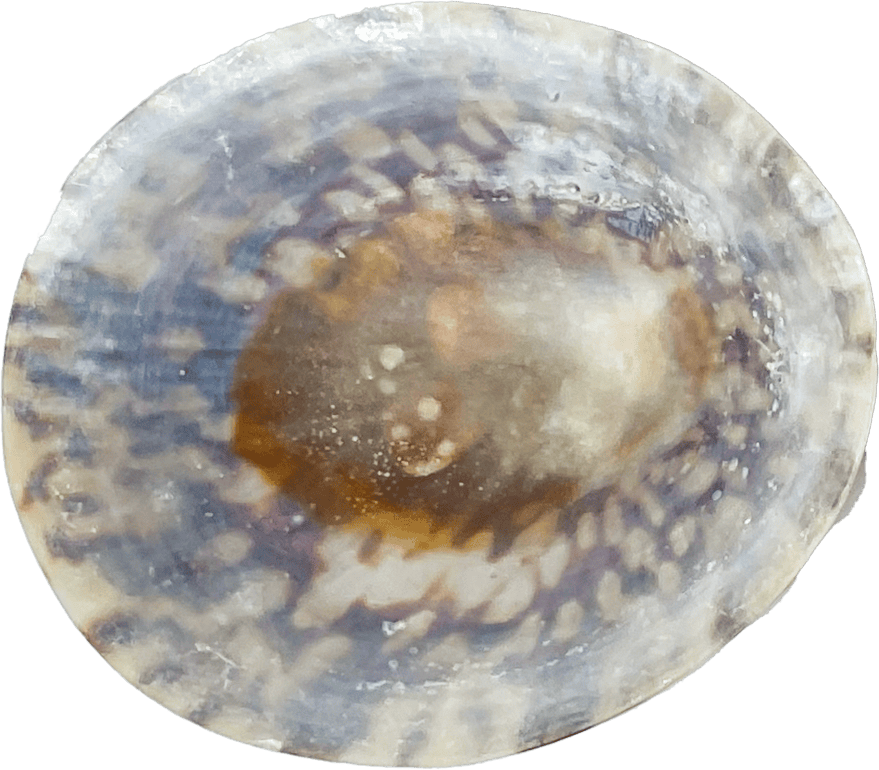 Seashell Cellana testudinaria