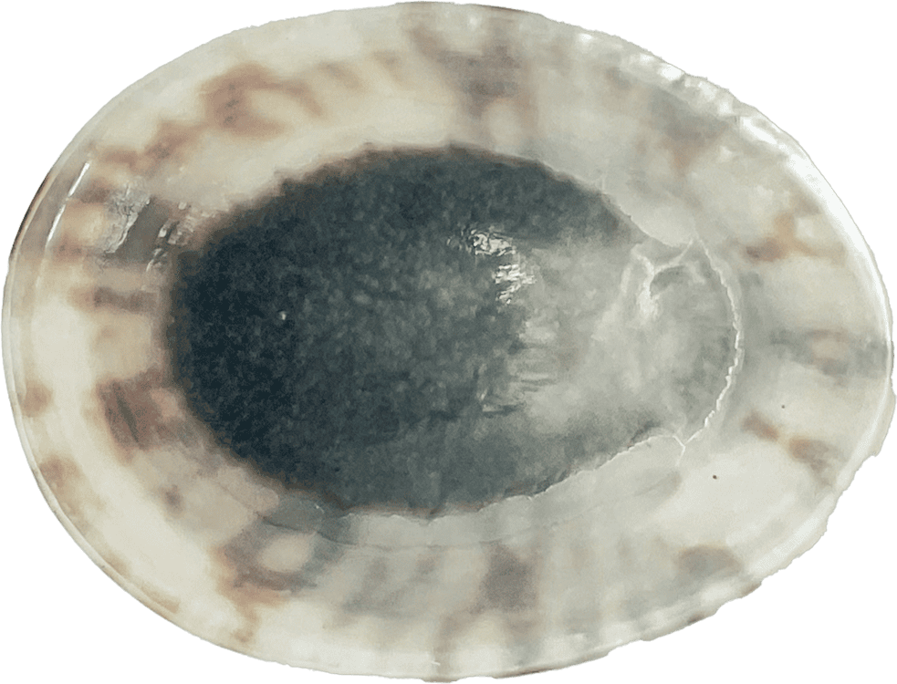 Seashell Cellana testudinaria