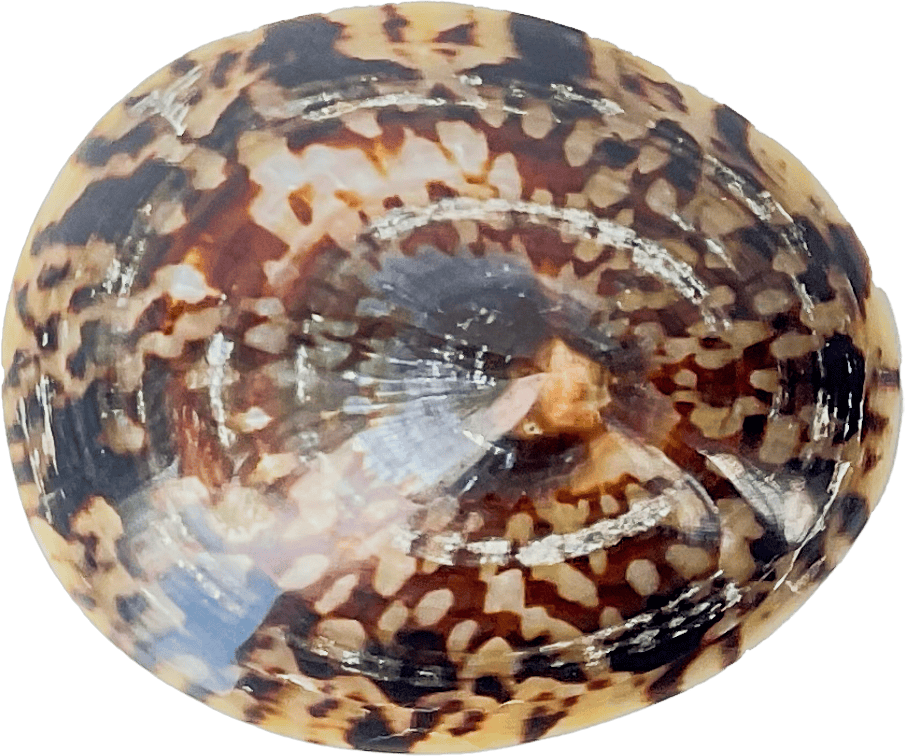 Seashell Cellana testudinaria