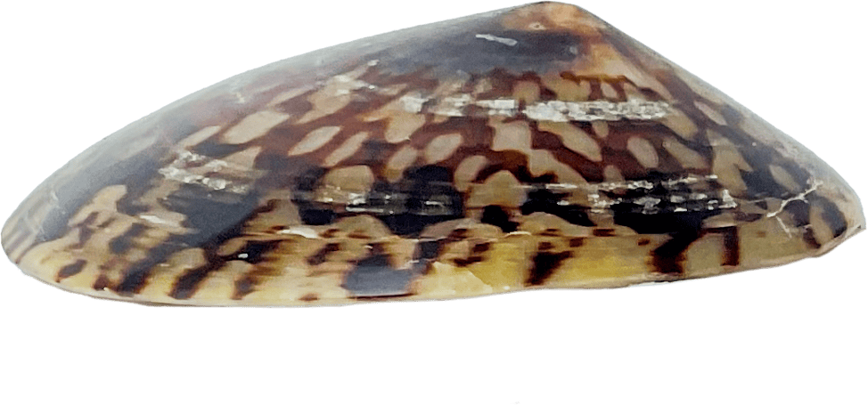 Seashell Cellana testudinaria