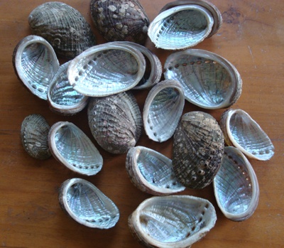 abalone shell