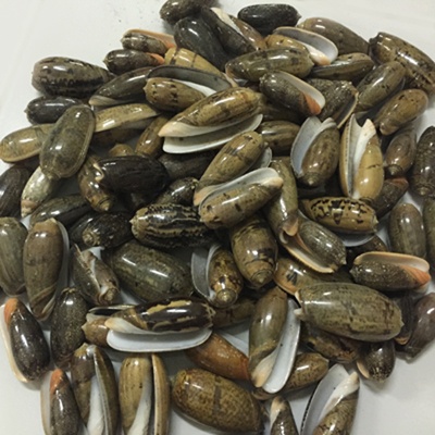 black lister shell olive raw