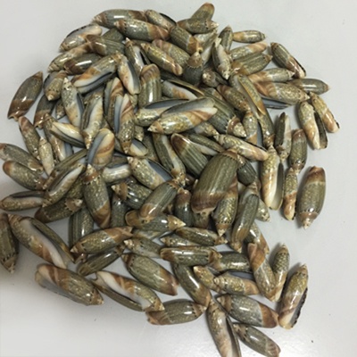 small shell olive polished