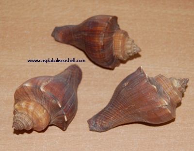 small shell indonesia