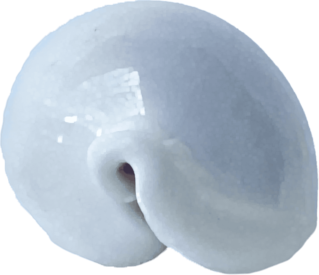Ovula costellata