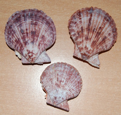 small shell indonesia set kipas