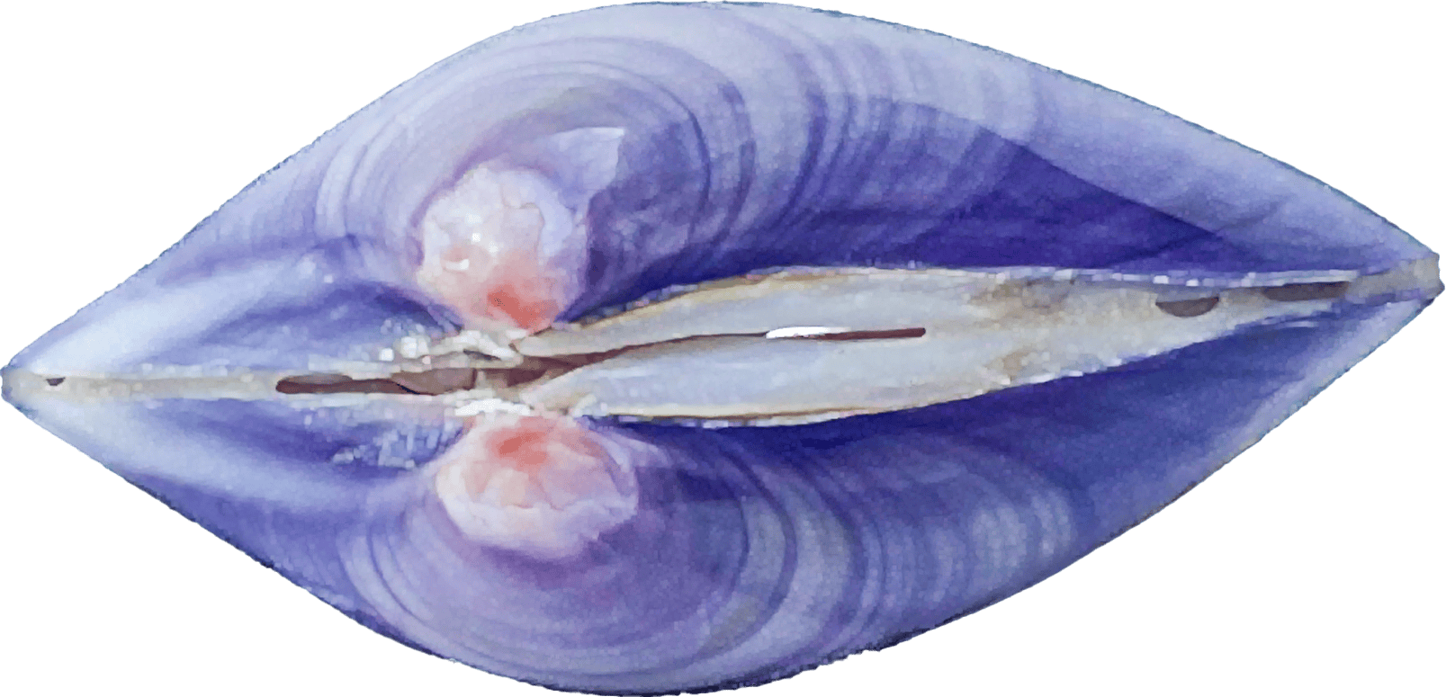 batissa violacea