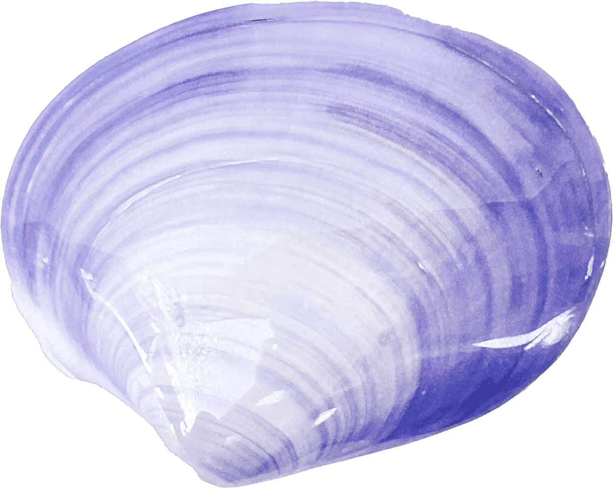 batissa violacea