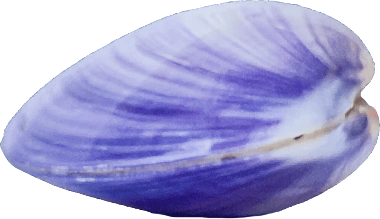 batissa violacea