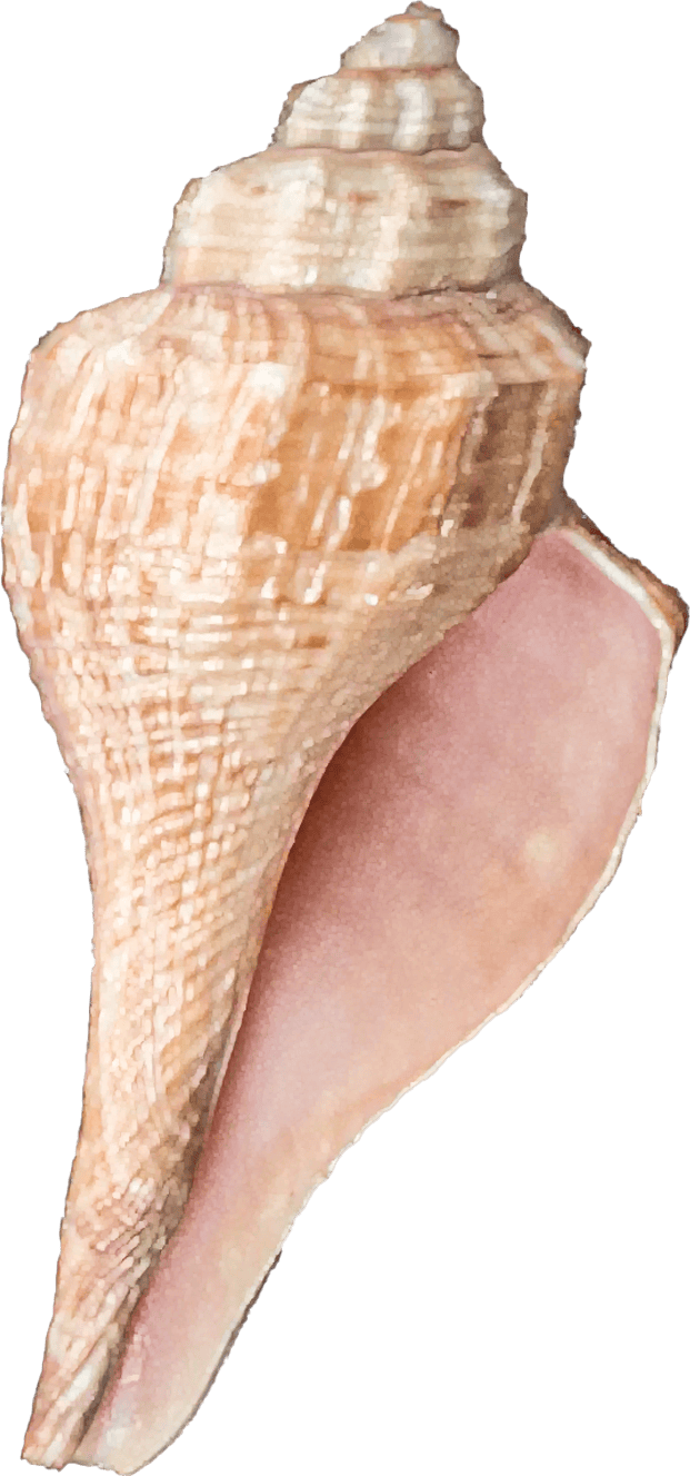 hemifusus ternatanus