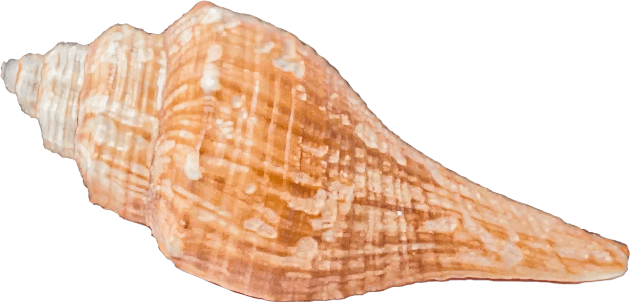 hemifusus ternatanus