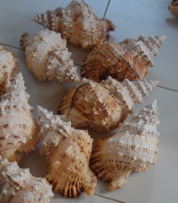 small shell cymbiola aulica