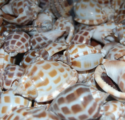 phalium areola shell
