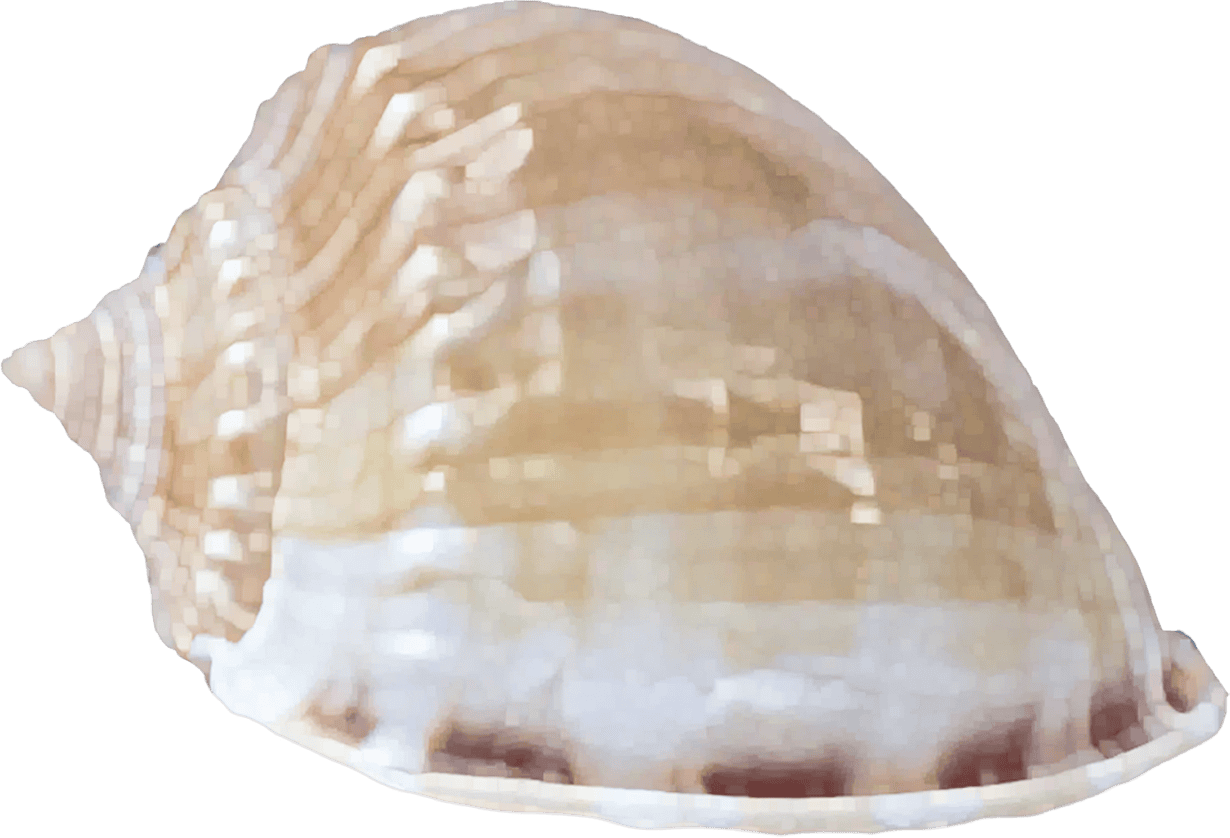 Phalium bisulcatum