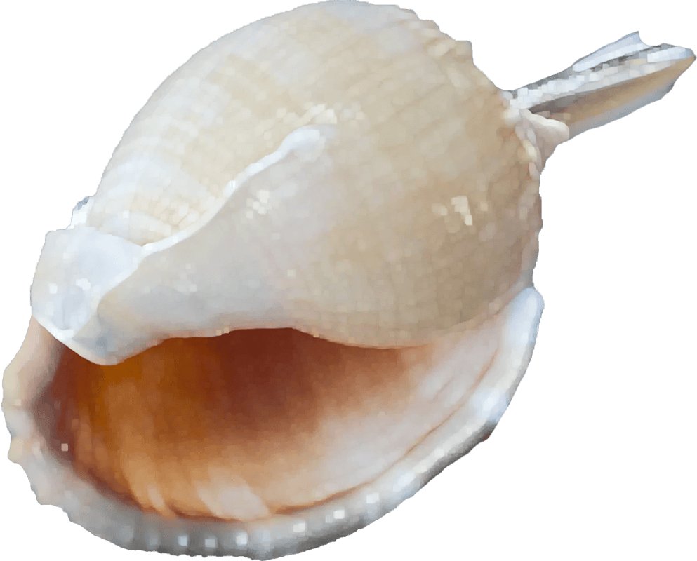 Phalium bisulcatum