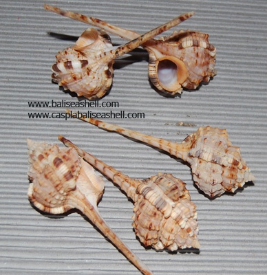 shell small indonesia