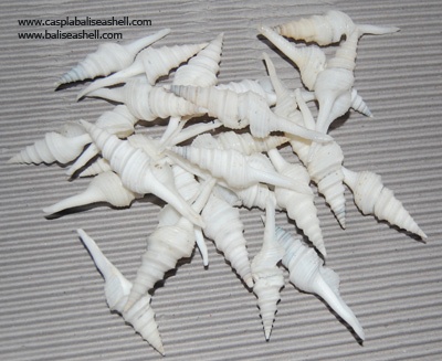 turridae,stick shell small