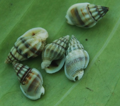 small shells