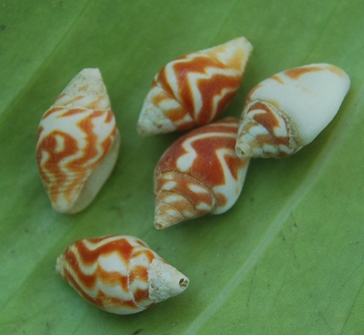 small size seashell indonesia