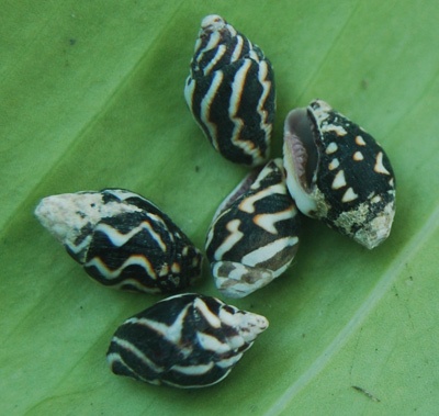small shell kinds indonesia