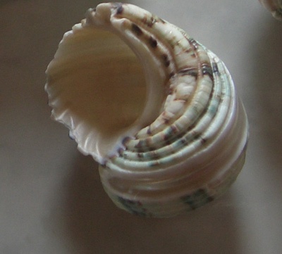 Turbo chrysostomus