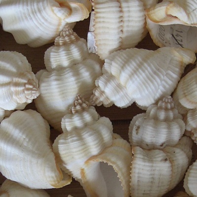 shell small white polish